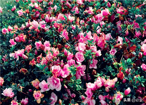 山茶花什么时候开，山茶花的开花季节是什么时候？