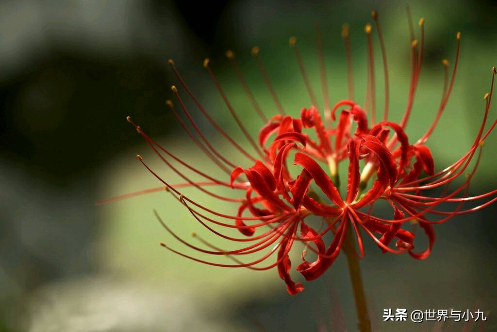 十二星座的守護花是什麼,我的是向日葵,你的是什麼