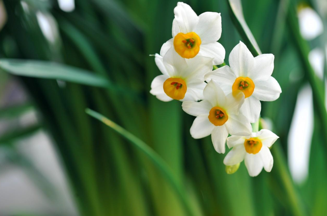 水仙花开迎春来，古诗词里的水仙花，素洁幽雅，超凡脱俗