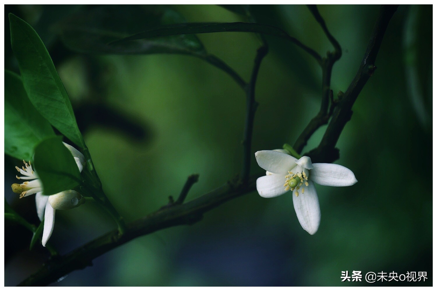 植物世界 l 苦橙花