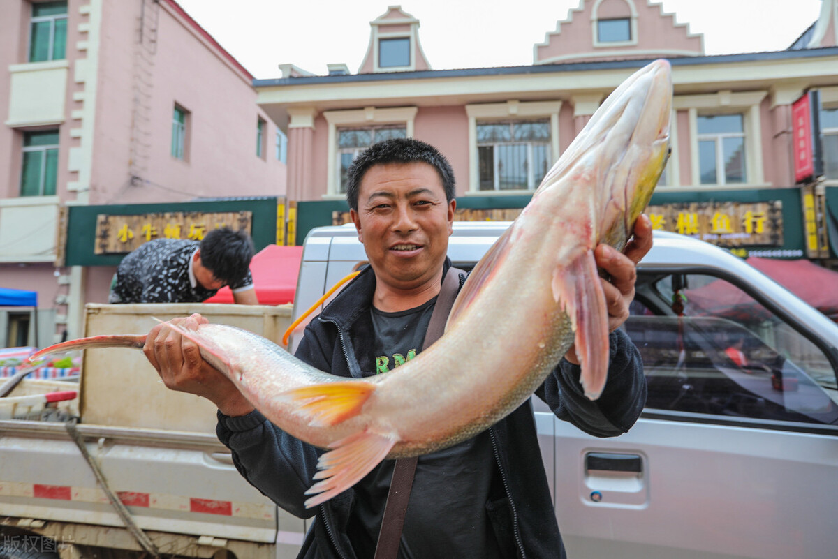 喀纳斯湖的“水怪”，到底是什么？10米长的大鱼，真是哲罗鲑吗？