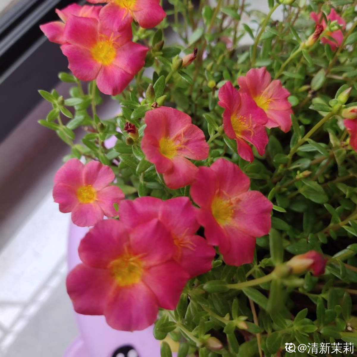 阳台上养什么花和植物好（9种花适合在阳台养）