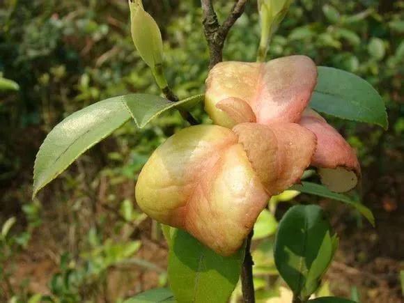 盘点36种野果大全,你能认出几种?