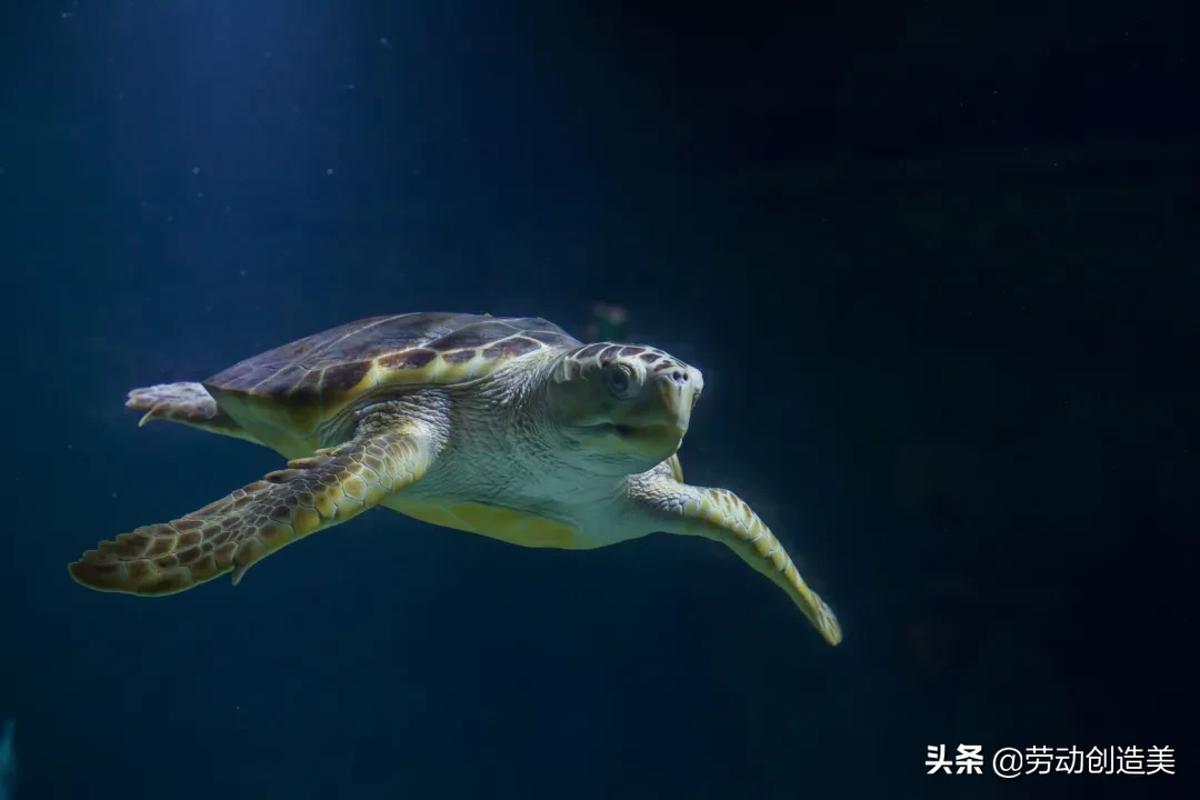 蠵蠖螠蛂虻蚰蜒蛞蝓蜉蝣蟛蜞蝤蛑蛁，你都认识吗？