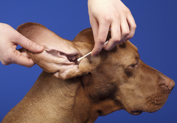 泰迪犬因为鼻泪管遭受感染而出现发炎肿胀的情况,是比较常见的,狗狗