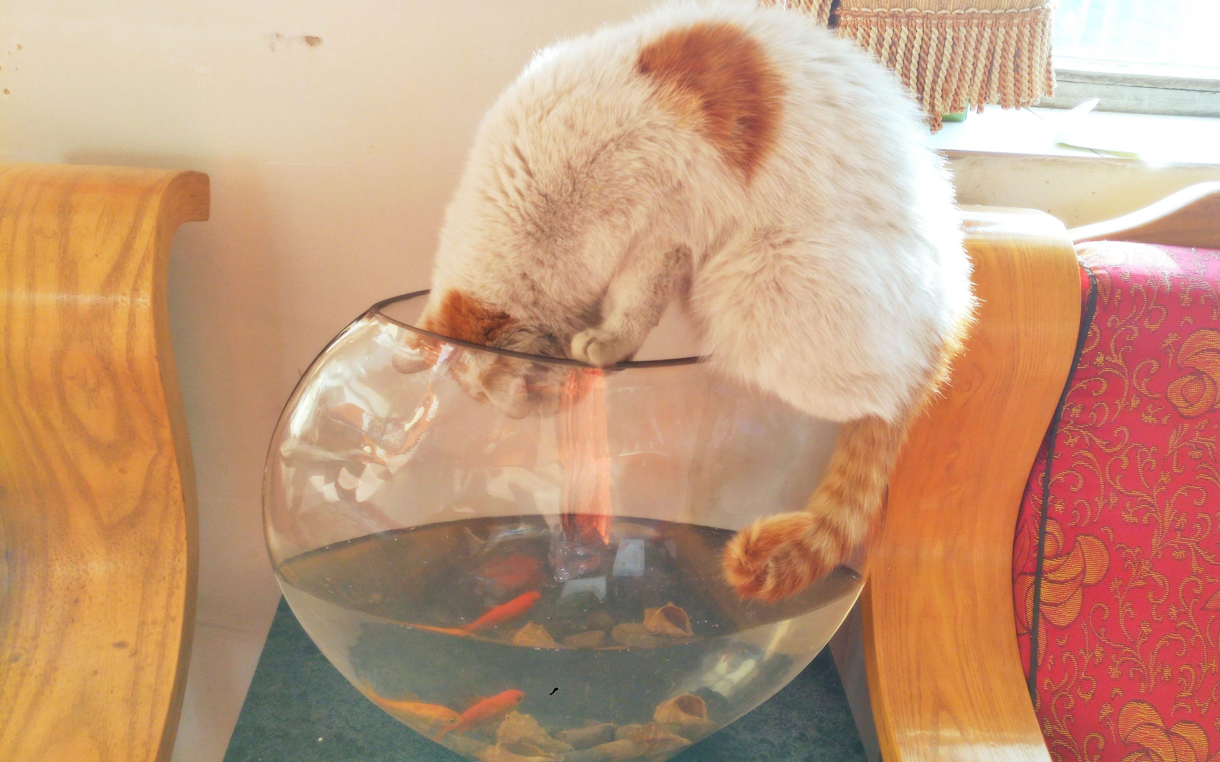 猫咪为什么喜欢吃"鱼"?能天天吃鱼吗?