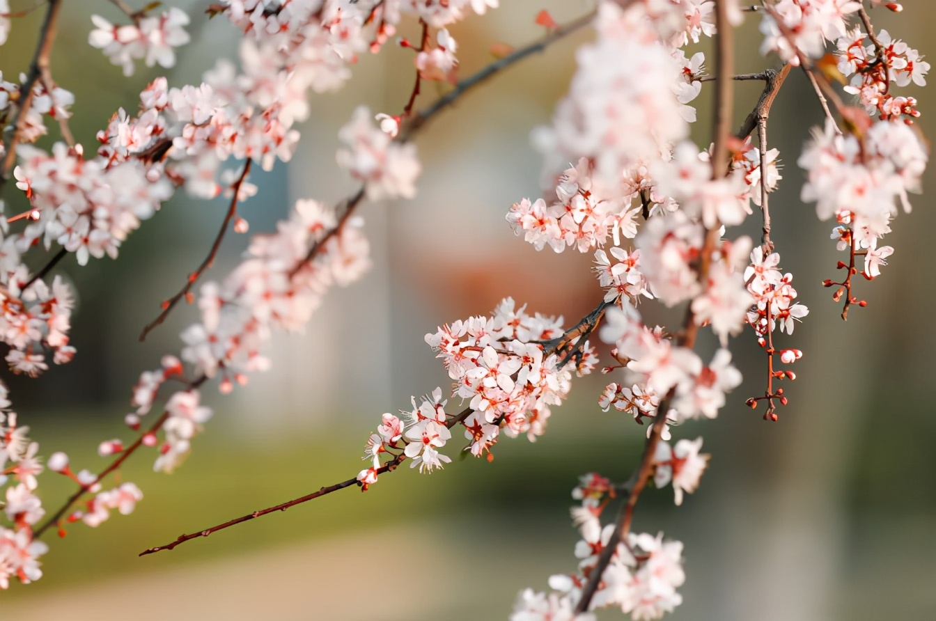 神仙颜值！苏州大学“最美校花”高清大图曝光！总有你喜欢的那一款