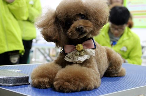 泰迪犬装修剪6步教程，轻松搞定颜值造型