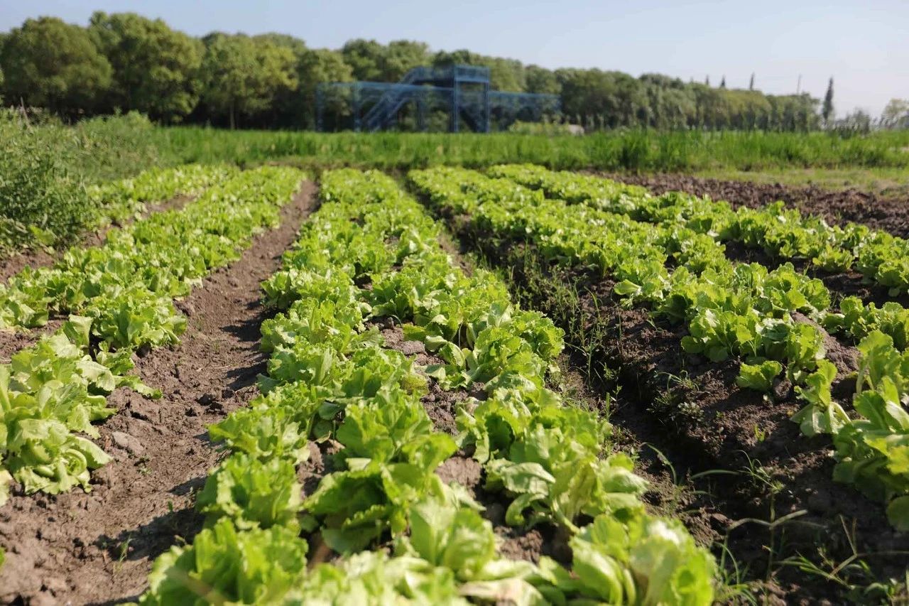 海归美女不上班爱种地,向日葵不结种,养鹅看鸡却被偷