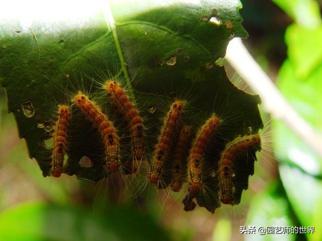 世界十大植物害虫（常见十大害虫的防治方法）