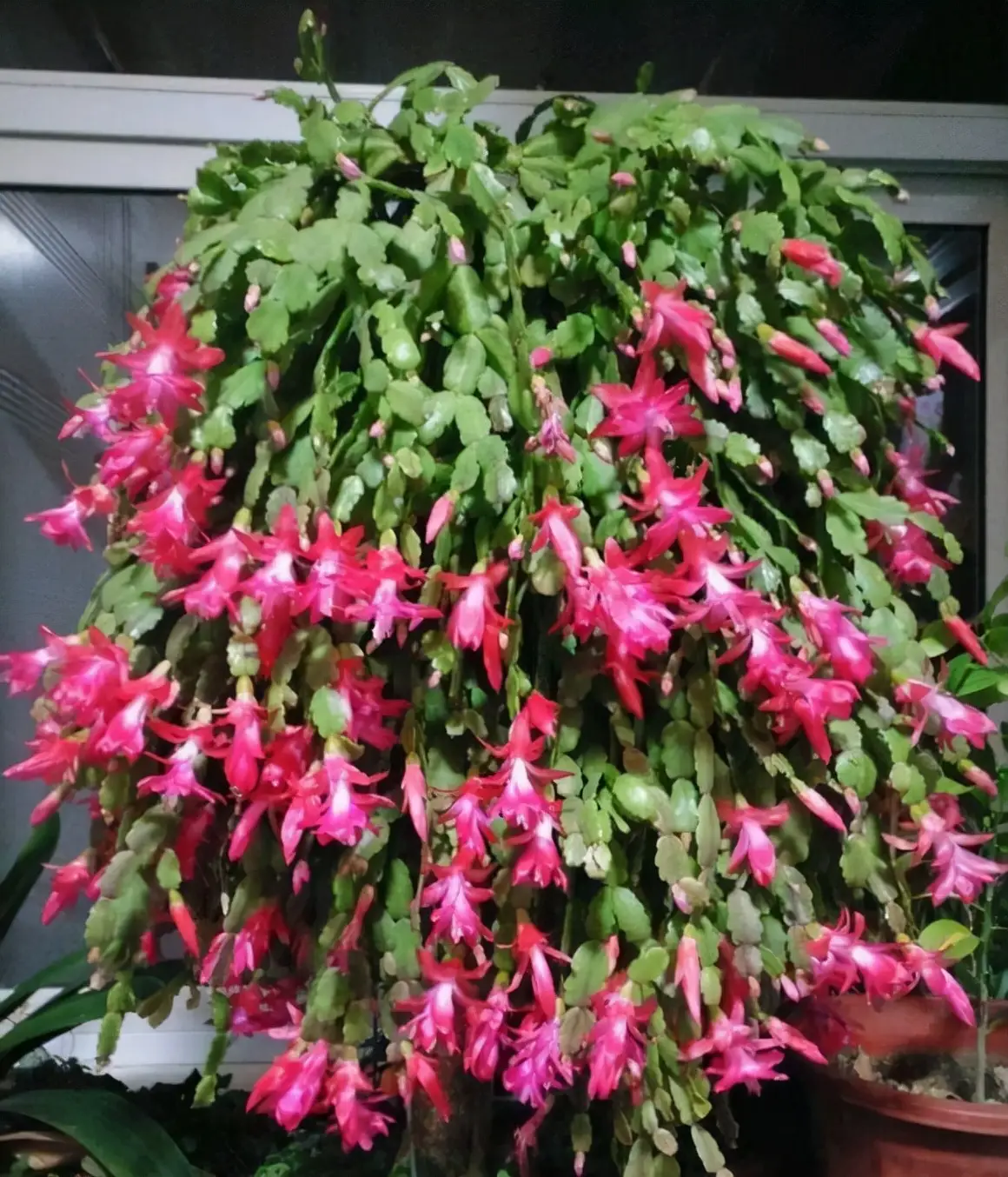 蟹爪兰的养殖方法和注意事项（蟹爪兰用什么肥料最好）