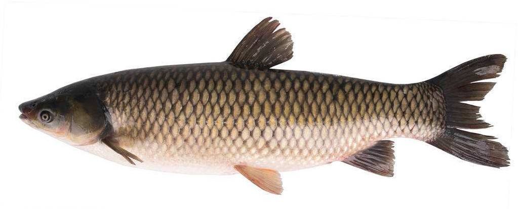 从《元日》到“诡异的光”，谈谈语文阅读