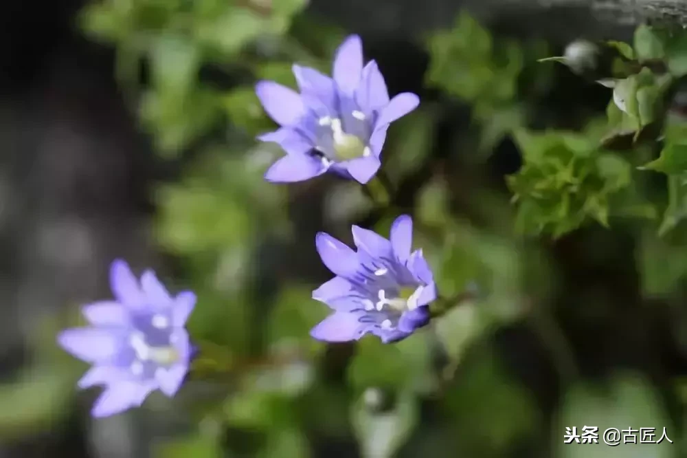 万紫千红的百花汇（百花汇中富含诗意的花）