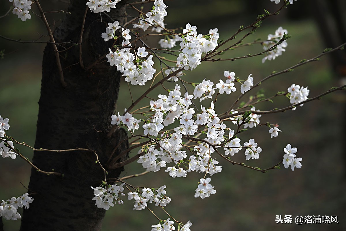 日本樱花文化（内涵揭秘日本樱花文化背后的冷知识）