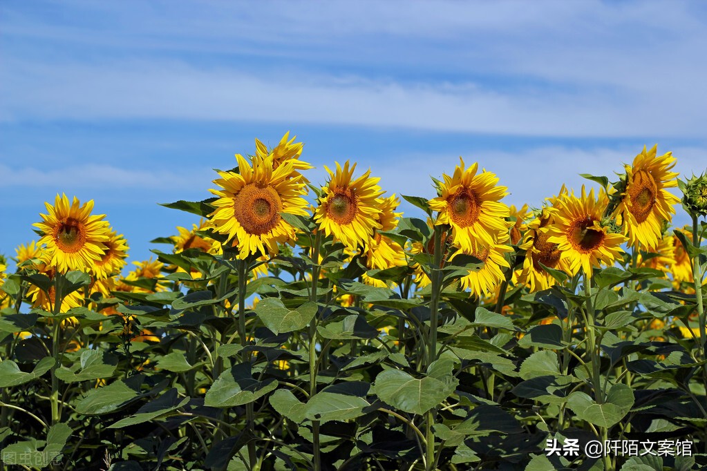 给客户发早上好的短语句子