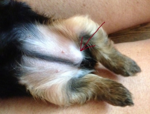 狗狗疝气的症状图片(犬脐疝是一种遗传病吗) - 赤虎壹号