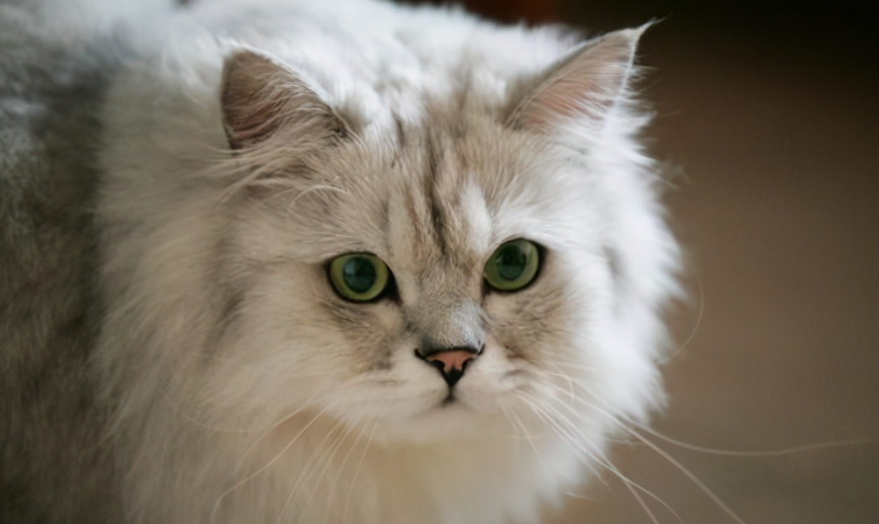 金吉拉猫掉毛严重怎么办?这几点小技巧,你得学会