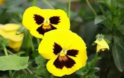 100种花的花语，太全了！ 第179张