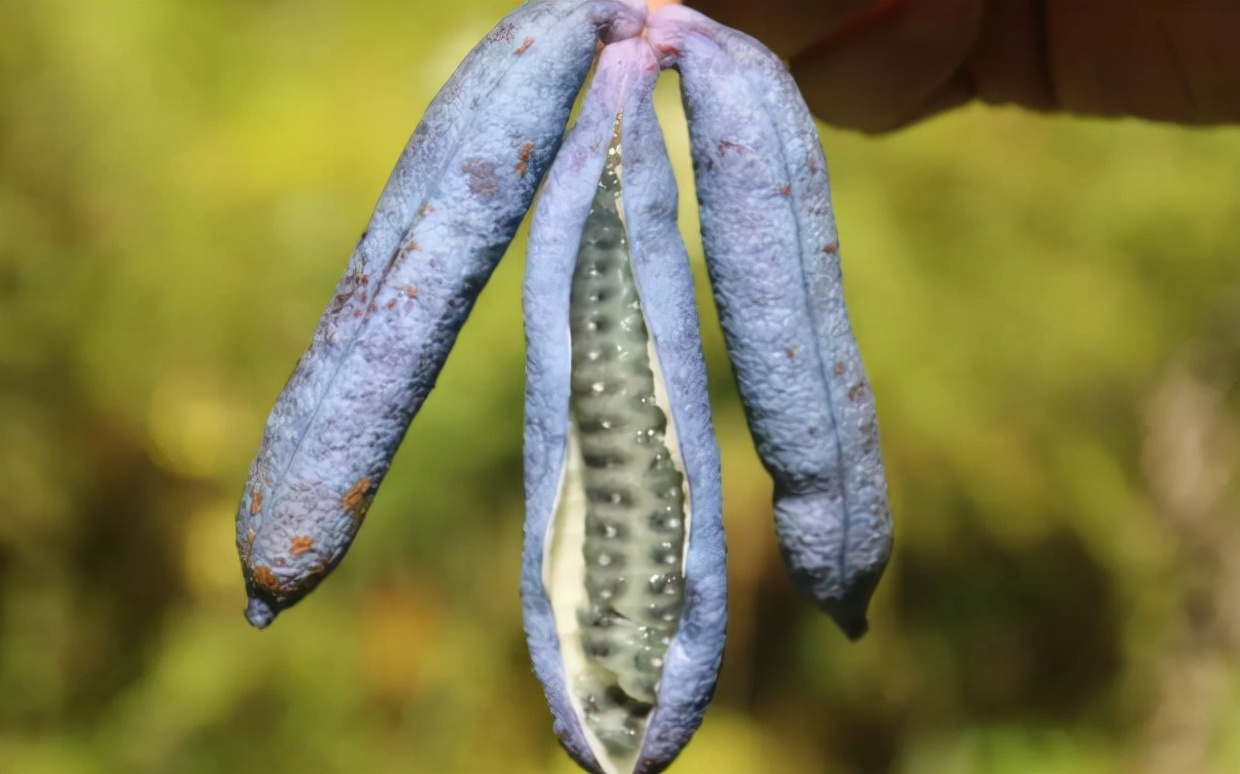 猫屎瓜的价值参考