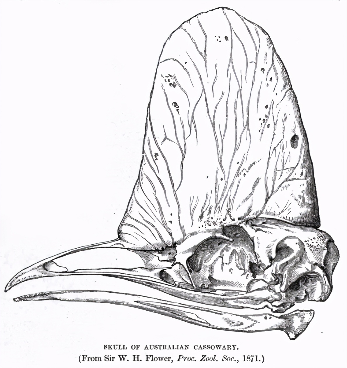 食火鸡怕什么,食火鸡的天敌