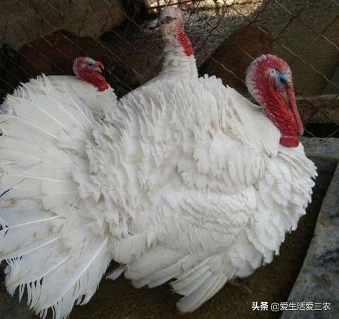 尼古拉火雞,尼古拉火雞可以長多大