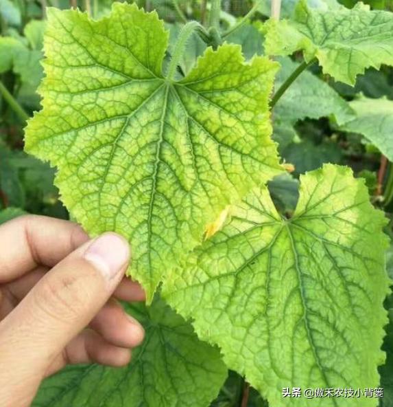 农作物、绿植花卉黄叶的原因及防治方法总结,简单对照、轻松解决
