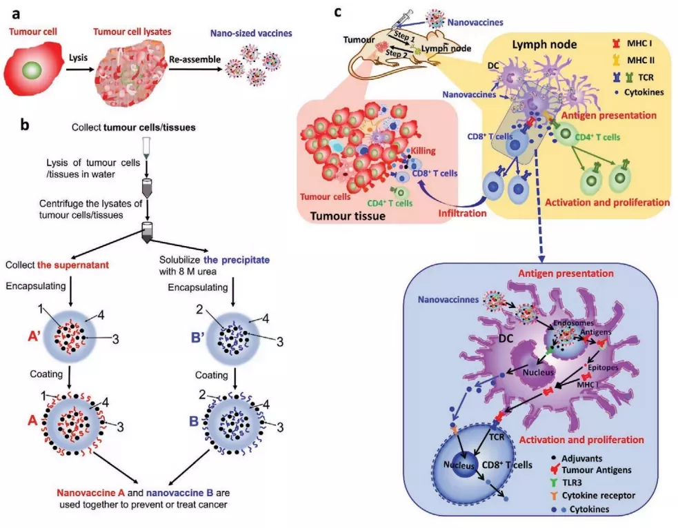 苏州大学用癌细胞重组纳米疫苗，8只受试鼠全部实现肺癌预防痊愈