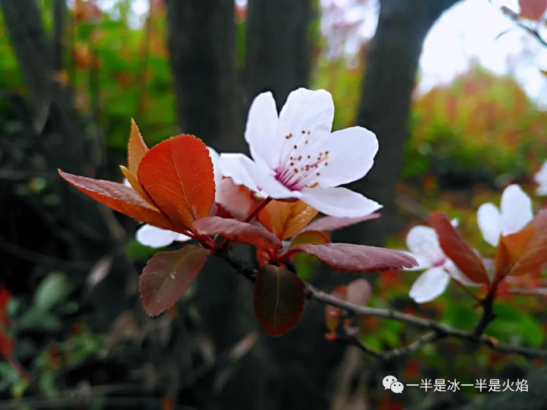 李花：一语天然万古新，豪华落尽见真淳