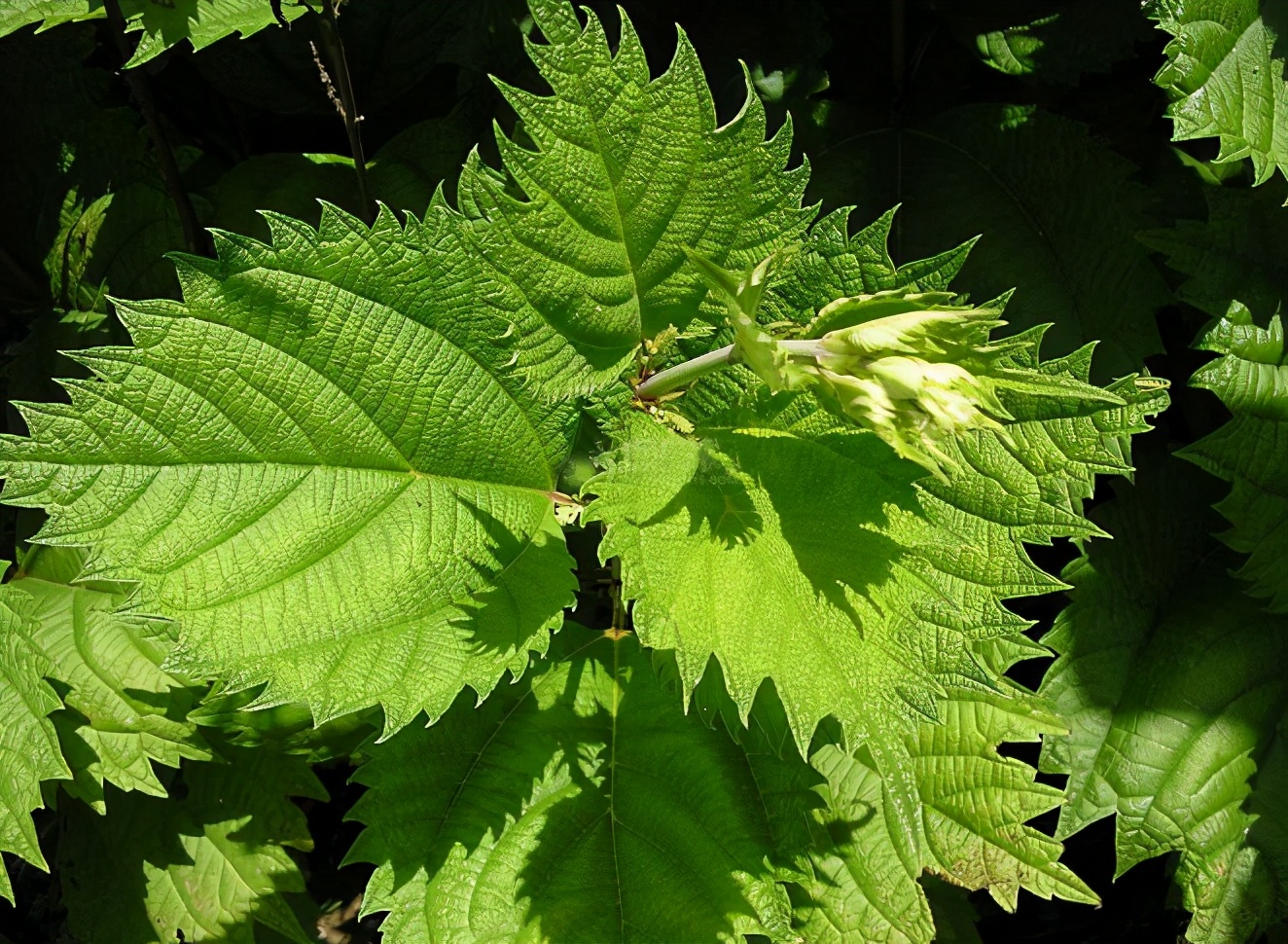 在过去很长一段时间,许多人看到荨麻了,都会绕道而走,因为被它的茎叶