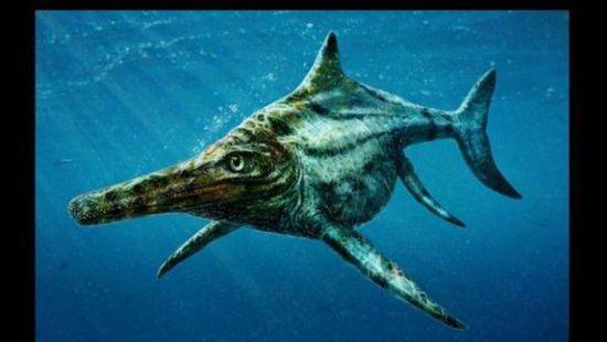在远古 海豚也是顶级掠食者 它们可以达到24米 硬杠巨齿鲨