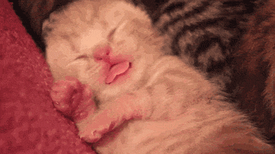 猫一天睡十几个小时，都会梦到啥？
