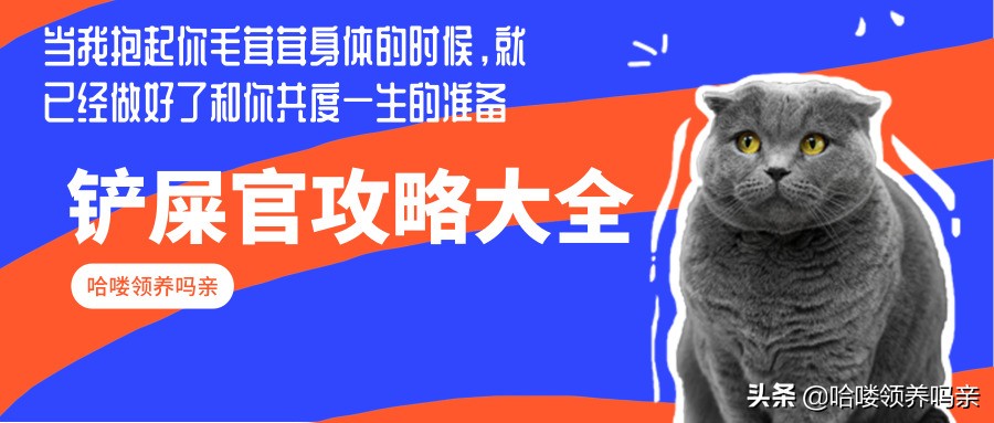 标题：以心宠之，爱它如命，相伴岁月温情无价