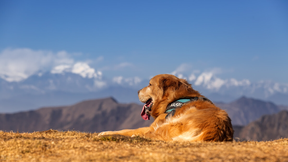 金毛犬嘔吐怎麼辦?