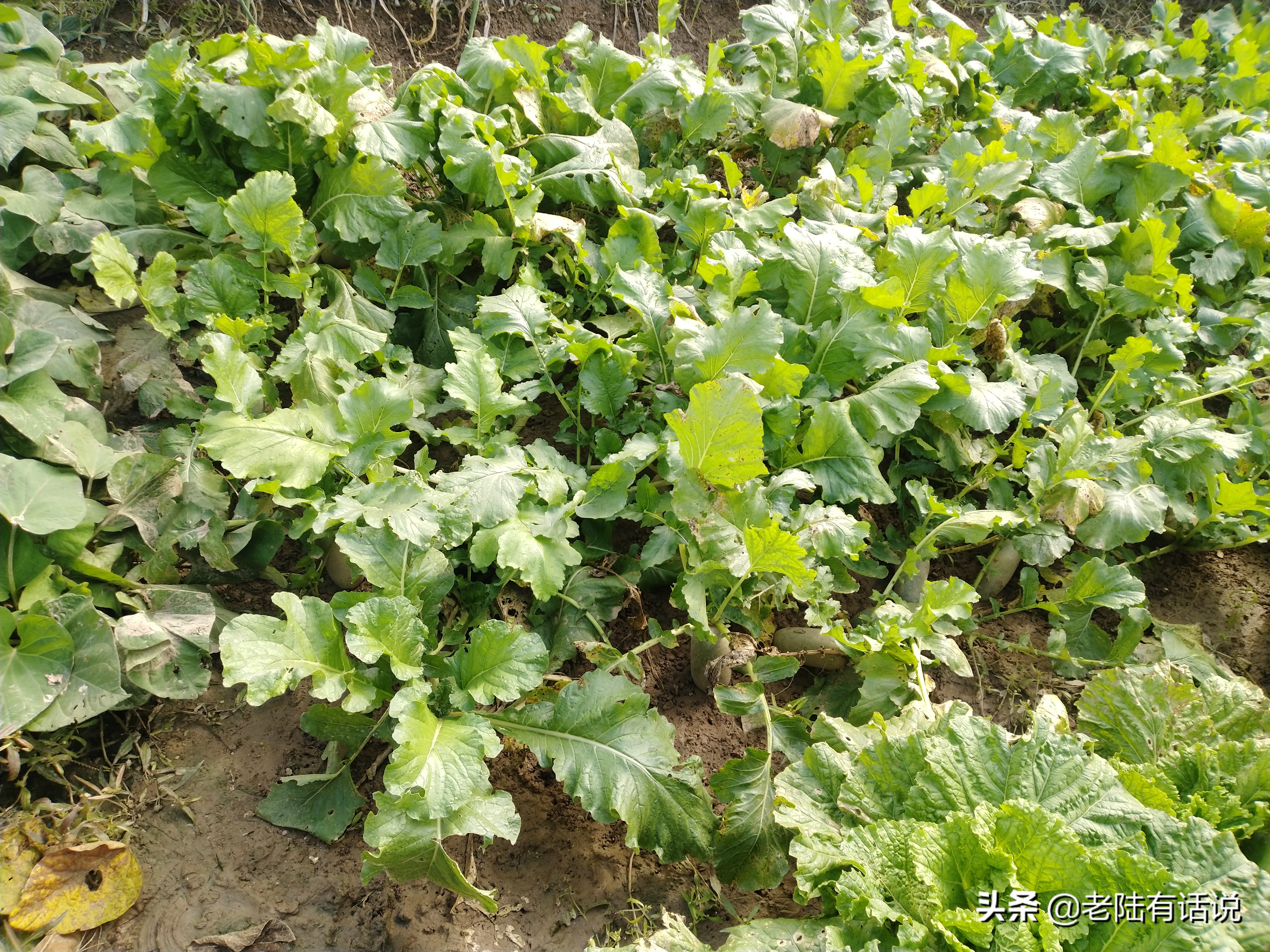我的城市小菜园，我的田园之梦，金秋收获绿色食品