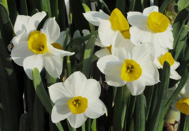 沁人幽香一一淡雅的水仙花（散文）