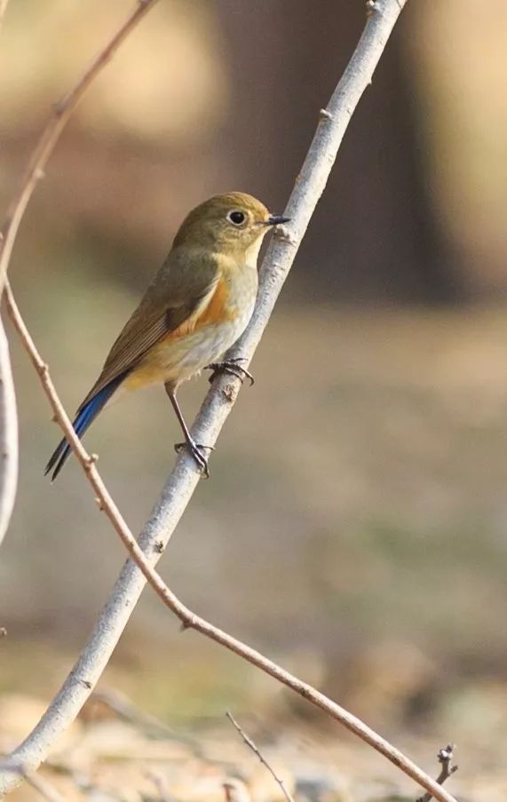 神奇动物在哪里？这些大工校园里的神奇动物你们见过哪些呢？