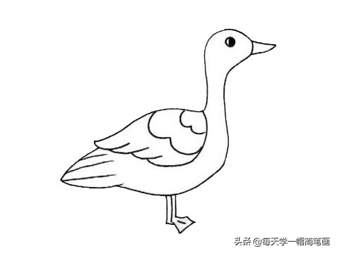 每天学一幅简笔画--大雁简笔画画法步骤教程及图片大全