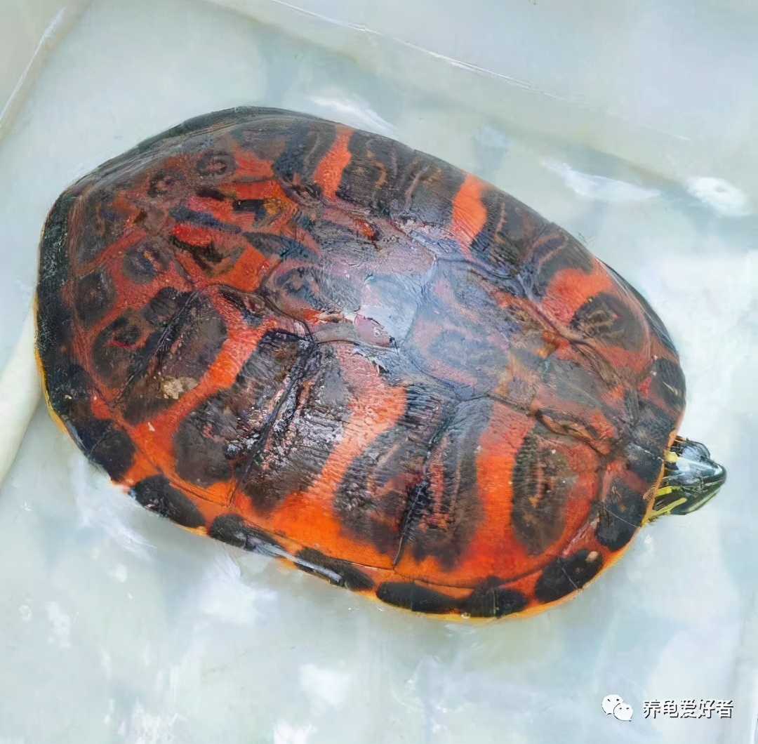 火焰龟红腹怎么养经验分享科普
