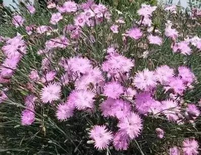 地中海荚蒾简介（做花境设计常用的60种植物介绍）