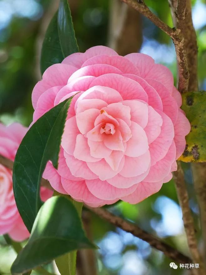 山茶花既耐低温又好看 一起看看常见种类有哪些 要怎么种植 烈香茶花 佳辰