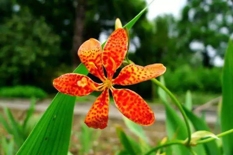 “燔”字怎么读？揭秘古诗词中那些生僻植物名