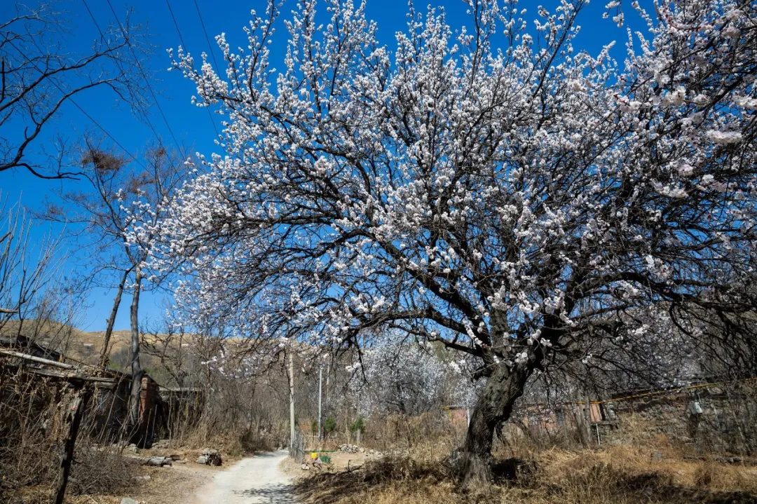 清明为什么要祭祖？这是我听过最好的答案