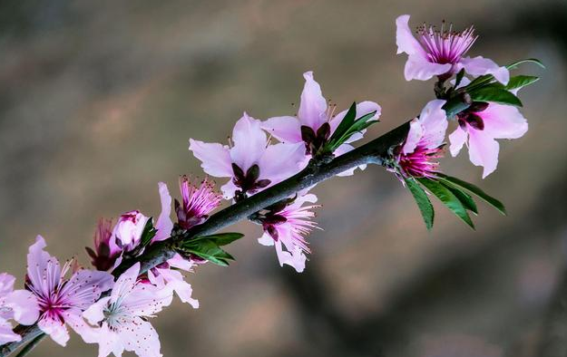 春暖花开的唯美句子：淡看流年烟火，细品岁月静好