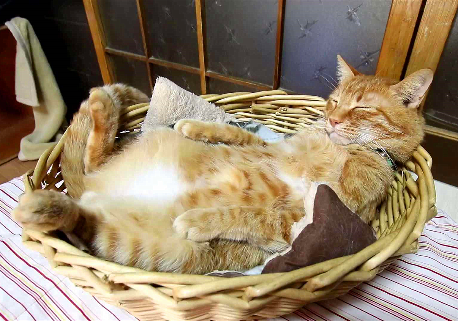 猫咪打呼并非睡眠质量高，还有感染疾病的可能，主人应提高警惕