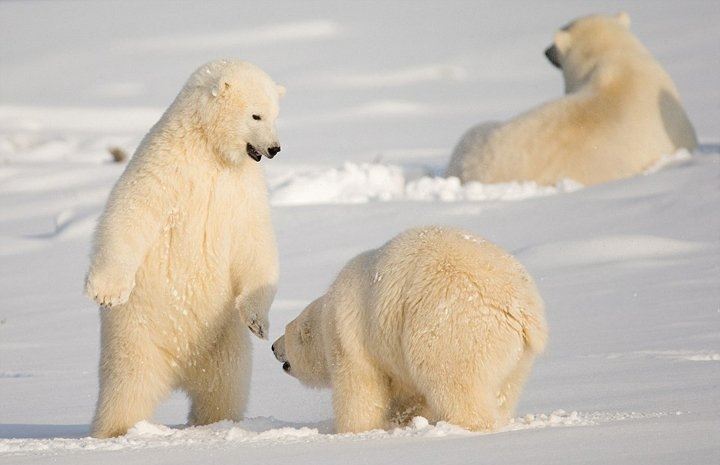 正因为北极熊主要在北极及其附近的寒冷地区生活,所以野生的北极熊只