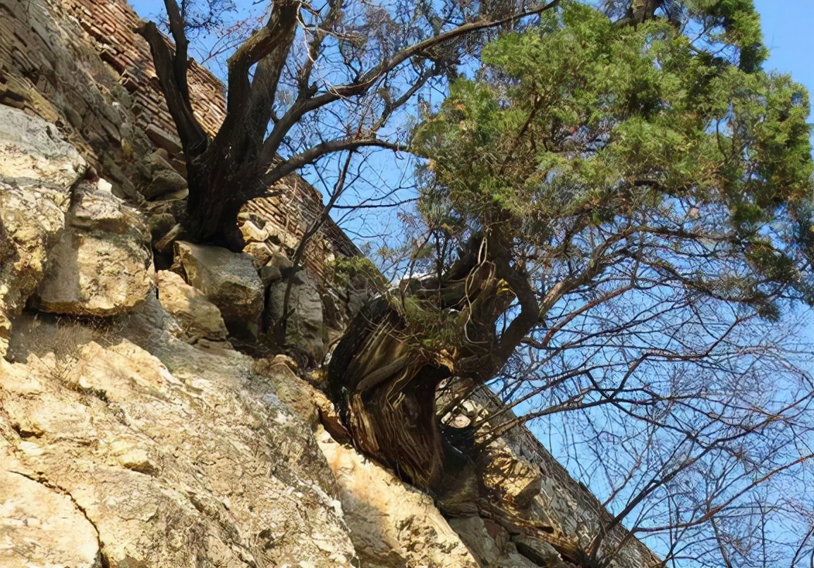 崖柏:长在悬崖峭壁上,曾被捡来烧火,如今野生难寻,枯死也值钱