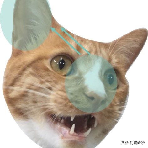 铲屎官必读：猫癣的家庭诊断与用药指南