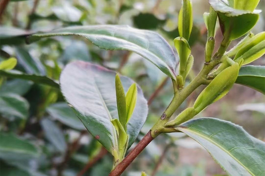 碧螺春好坏辨别方法（介绍碧螺春茶好坏的判断）