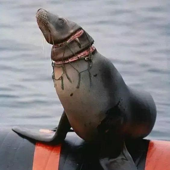 海洋塑料一个入侵物种对人类的危害