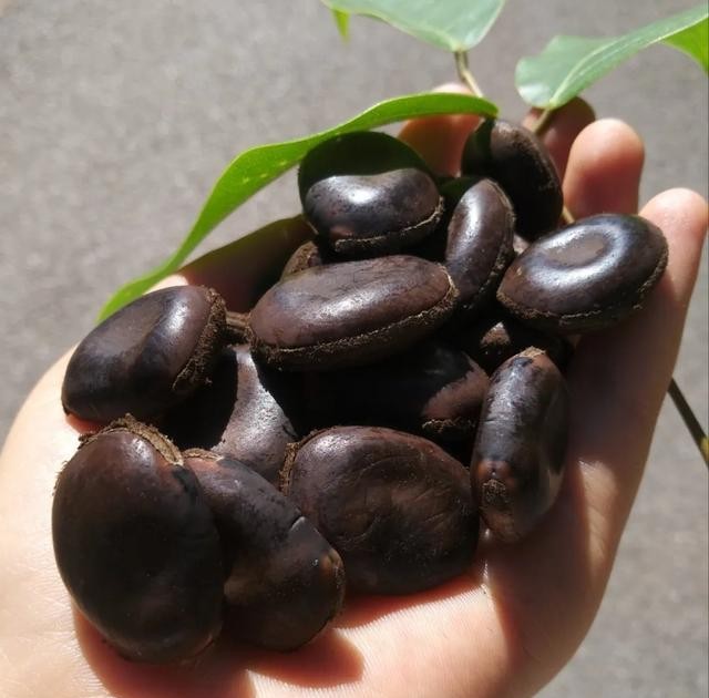 中华本草——常春油麻藤,油麻藤属植物开发利用